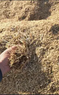 کاه سیاه دانه