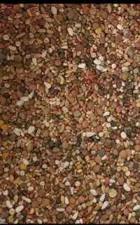 خوراک دام و طیور