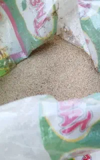 دانه روغنی و درمانی