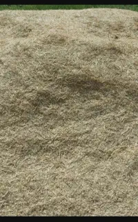 کاه گندم آبی امسال