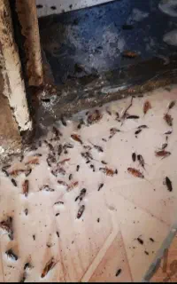 سمپاشی ساس سوسک کنه سم پاشی در تمام نقاط