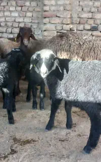 میش و بره