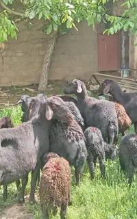 گوسفند قره قزل