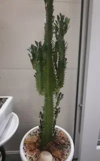 معاوضه تعدادی گل
