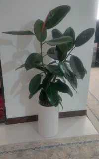 گل و گلدان