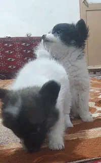 توله پامر