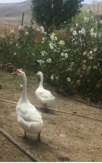 قو نژاد لیندا دو جفت