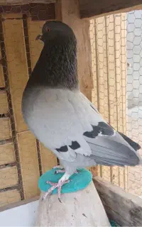 کبوتر