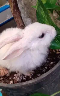 خرگوش لوپ واردک