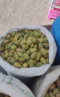 بادام شیرین وتازه باپوست سبز