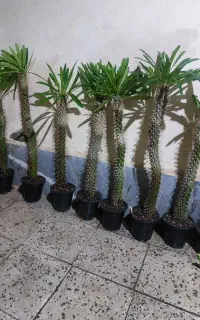 گل های خوشگل ناز
