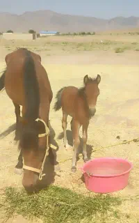 اسب مادیان سالم و آرام