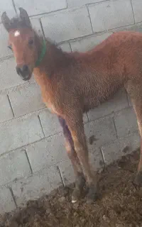 سلام