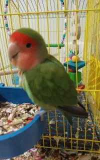 طوطی برزیلی نر بالغ گمشده