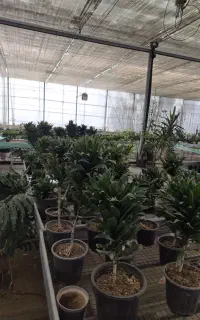 فروش استثنایی گل و گیاهان زینتی و آپارتمانی