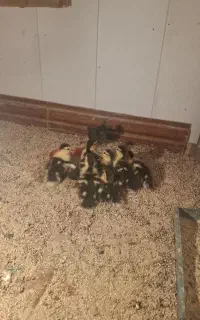 جوجه اردک اسراییلی