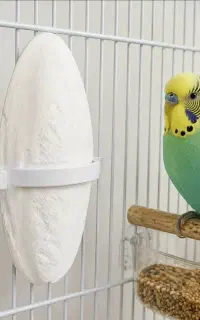 مرغ عشق نر و ماده رایگان