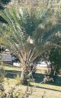 مقدر یک تن گیاه به فروش میرسد