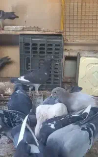 پلاکی