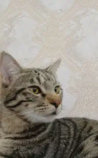 گربه dsh