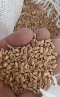 گندم ابی پیشگام