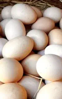 تخم مرغ محلی اصیل تازه روزانه