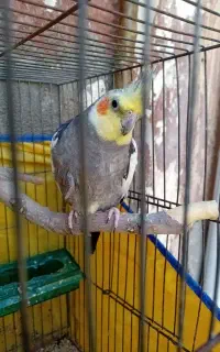 عروس هلندی