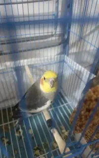 عروس هلندی
