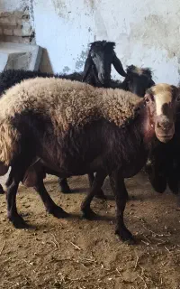 میش بره درجه یک