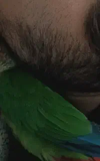 پرنده گرینچیک گمشده