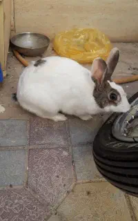 خرگوش ماده بازیگوش
