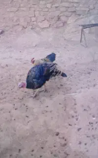 بوقلمو