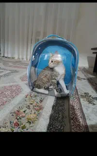 کوله پشتی سگ و گربه