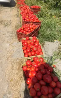 گوجه ربی درجه یک
