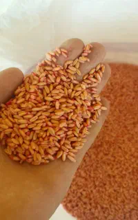 گندم بذری هشترود
