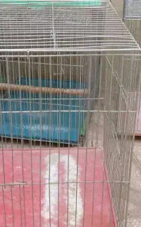 قفس قناری