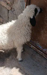 بره نر شیر پر