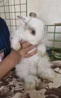 دو عدد خرگوش ناز و گوگولی