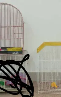 قفس پرنده