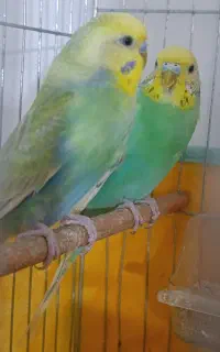مرغ عشق معاوضه با کبوتر و مرغ
