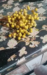 ک ا ل ا پ ی