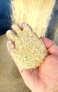 غذای جوجه مرغ و مرغ محلی