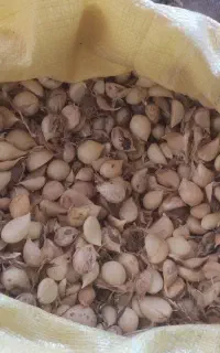 بذر موسیر تمیز