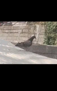 کفترآس