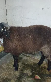 گوسفند ،بره نر