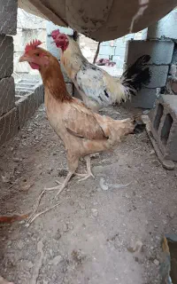 123
