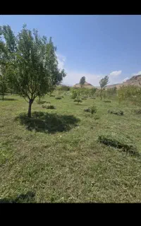 علف تاره