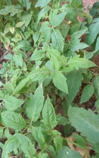 نشا گوجه