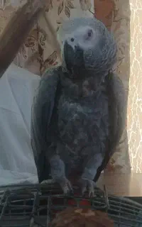 کاسکو