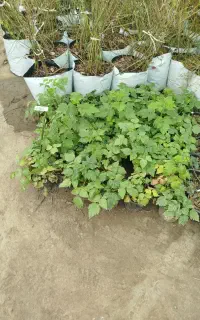 پک ویژه بلوبری و رزبری